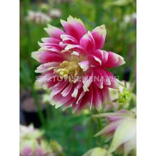 Аквилегия / Aquilegia Double Pink / 1 бр