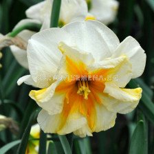 Нарцис (Narcissus Delta) 1 оп - 5 бр