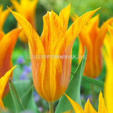 Лале Lilyflowering Vendeeglobe 