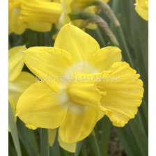 Нарцис/ TRUMPET NARCISSUS Sabatini - 1 бр.