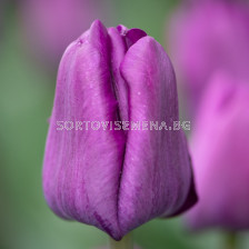 Лале /Tulip Saigon/ 11/12
