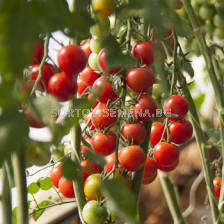 Семена чери домати Сакура F1 - китков - Sakura F1 - 500 бр. семена