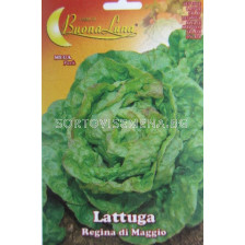 Семена Салата (Lettuce) Regina di Maggio