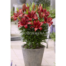 Лилиум/ Lilium asiatic Salinero 14/16 - 1 бр