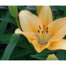 Лилиум азиатски цвят сьомга/ Lilium asiatic salmon