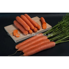 Семена моркови SANTORIN F1 /ZKI/ - 100 000 семена