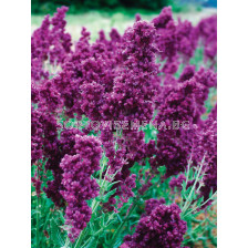 Салвия /Salvia Nemorosa Plumosa / 1 бр 
