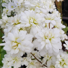 Саксифрага /Saxifraga granulata 'Flore Pleno'