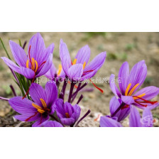 Шафран (Crocus sativus)