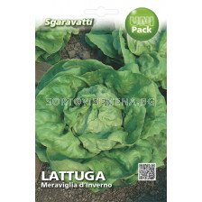 Семена Салата (Lettuce) Meraviglia d'Inverno`SG