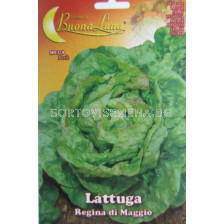 Семена Салата (Lettuce) Ragina di Maggio