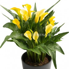 Кала Novi Sun - 1 бр.