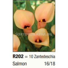 Кала  Salmon/ Zantedeschia - 1 бр.