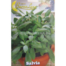 Семена Салвия - градински чай