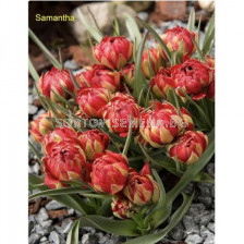 Лале/ Tulip miscellaneous humilis Samantha - 1 бр.