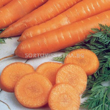 Семена за моркови Самсон  (SAMSON ) BJ