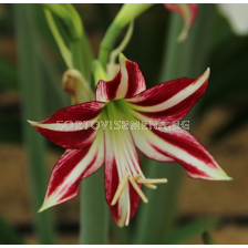 Амарилис Santiago/ Hippeastrum trumpet - 1 брой