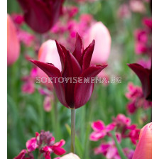 Лале/ Tulip lily-flowered Sarah Raven - 1 бр.