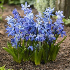 Синчец /Scilla Spring Beauty/ 1 бр