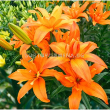 Лилиум ASIATIC Scoubidou 14/16 - 1 бр.