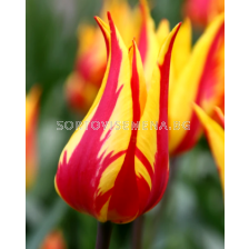 Лале Lily-flowered Firework 