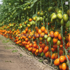 Семена Жълт домат KS 1430