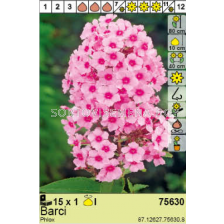 Флокс Barci - 1 брой