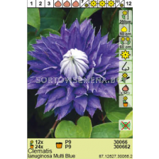 Клематис (Clematis) Lanuginosa Multi Blue