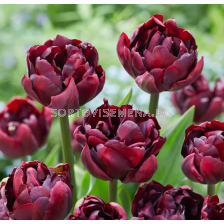 Лале double early Palmyra - 1 бр.