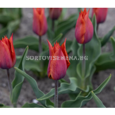 Лале triumph Request - 1 бр.