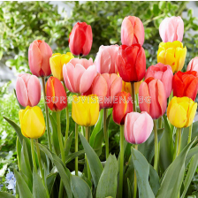 Лале darwin hybrid mixed - 1 бр.