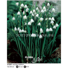 Блатно кокиче/ Leucojum aestivum - Пакет с 10 бр.