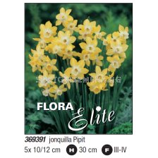 Нарцис jonquilla Pipit - Пакет с 5 бр.