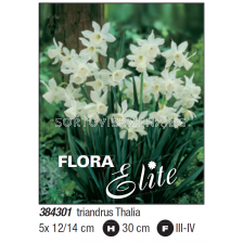 Нарцис triandrus Thalia - Пакет с 5 бр.