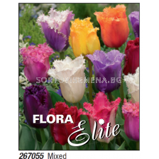 Лале fringed mixed - Пакет с 7 бр.