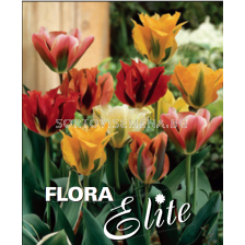 Лале микс/ Tulipa viridiflora mixed - Пакет с 7 бр.