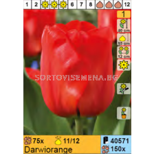 Лале/ Tulipa Darwiorange - 1 бр.