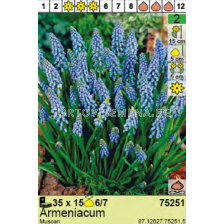 Мускари/ Muscari Armeniacum -  Пакет с 15 бр.