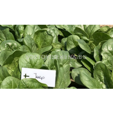 Семена спанак Джип/ Jeep F1 - 50 000 семена