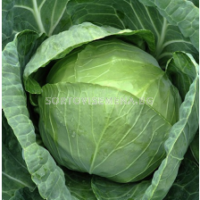 Семена зеле БАЛБРО/БЪРБЪН /60-65 дни/ - 2500 с.