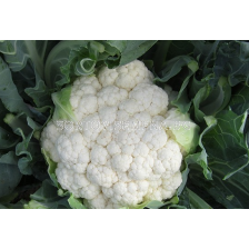 Семена карфиол ФЕРАРА - 2500 с.