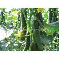 Семена краставици ТИМОР - 500 с.