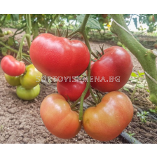 Семена домати МАНИСТЕЛА - розов - 500 с.