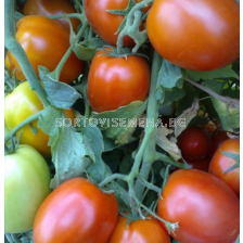 Семена домати ГАТО /тип рома/ - 1000 с.