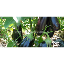 Семена патладжан АРАГОН - 1000 с.