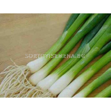 Семена зелен лук КАРЕЛ - 50 000 с.