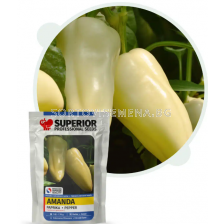 Семена пипер АМАНДА / AMANDA