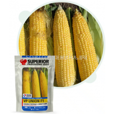 Семена сладка царевица УНИОН F1 / UNION F1