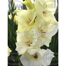 Гладиол Amber - 1 бр.