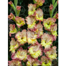 Гладиол Conca Verde - 1 бр.